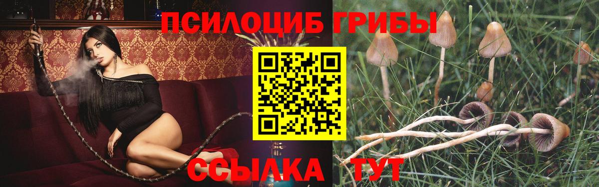 Вольск  Псилоцибиновые грибы Cubensis  Вход с VPN 